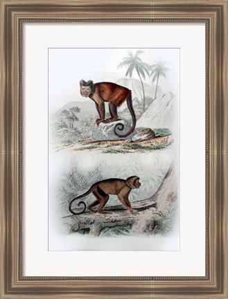 Framed Pair of Monkeys IX Print