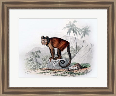 Framed Monkey IX Print