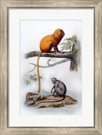 Framed Pair of Monkeys X Print