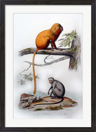 Framed Pair of Monkeys X Print