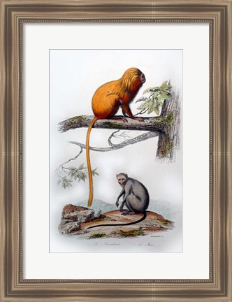 Framed Pair of Monkeys X Print