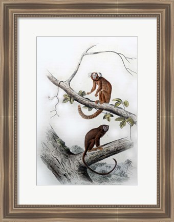 Framed Pair of Monkeys XI Print