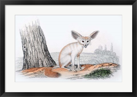 Framed Mammal VI Print