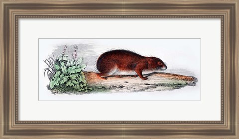 Framed Mammal VII Print