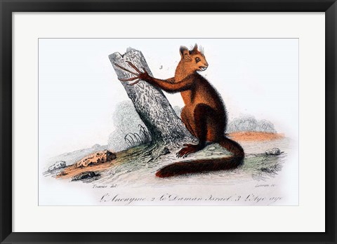 Framed Mammal VIII Print