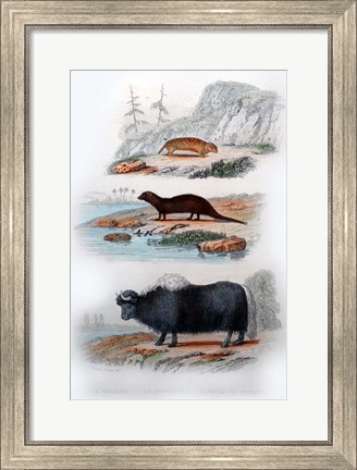 Framed Three Mammals III Print