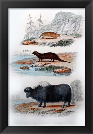 Framed Three Mammals III Print