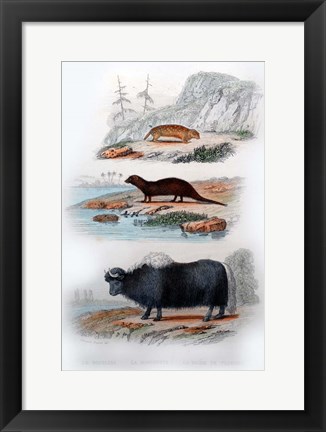 Framed Three Mammals III Print