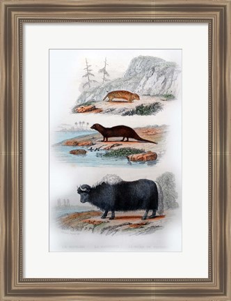 Framed Three Mammals III Print