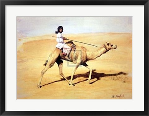 Framed Bedouin Rider with Racing Camel (Le) Print