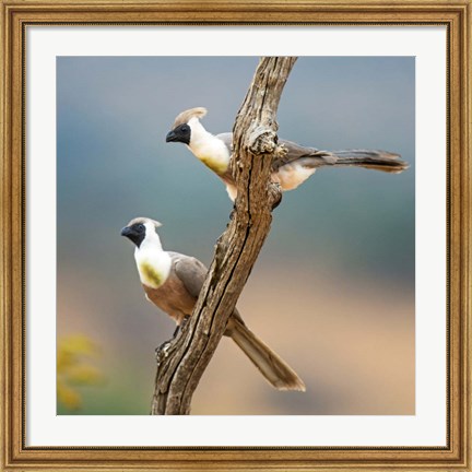 Framed Bare-Faced Go-Away-Birds Tarangire National Park, Tanzania Print