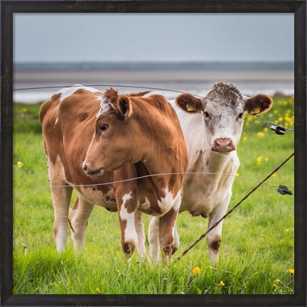 Framed Cows Grazing, Iceland Print