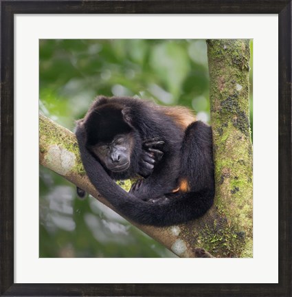 Framed Black Howler Monkey, Sarapiqui, Costa Rica Print