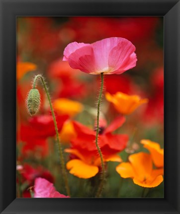 Framed Iceland Poppies, Fidalgo Island, Washington State Print