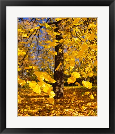 Framed Yellow Tree Leaves, Stuttgart, Germany Print