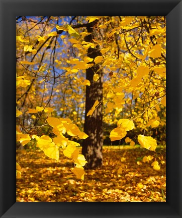 Framed Yellow Tree Leaves, Stuttgart, Germany Print