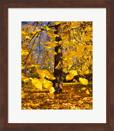 Framed Yellow Tree Leaves, Stuttgart, Germany Print