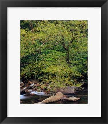 Framed Little Pigeon River, Great Smoky Mountains National Park Print