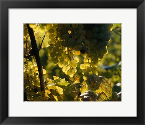 Framed Grape Vines hanging from Trees Print