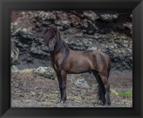 Framed Icelandic Black Stallion, Iceland Print