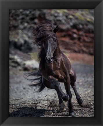 Framed Icelandic Black Stallion, Iceland Print