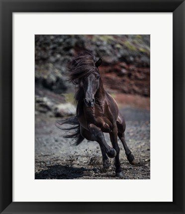 Framed Icelandic Black Stallion, Iceland Print