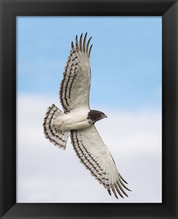 Framed Black-chested snake eagle (Circaetus pectoralis) in flight, Ndutu, Ngorongoro Conservation Area, Tanzania Print