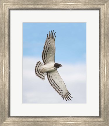 Framed Black-chested snake eagle (Circaetus pectoralis) in flight, Ndutu, Ngorongoro Conservation Area, Tanzania Print