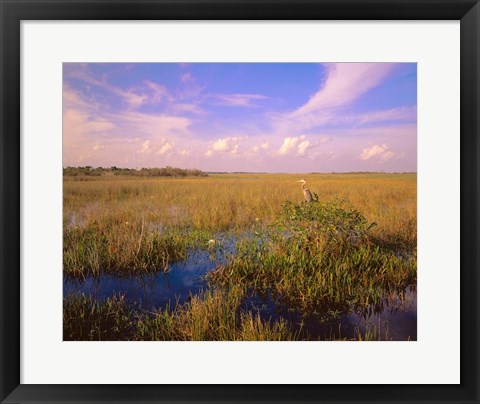 Framed Everglades National Park Print