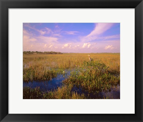 Framed Everglades National Park Print