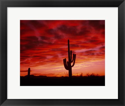 Framed Organ Pipe Cactus State Park, AZ Print