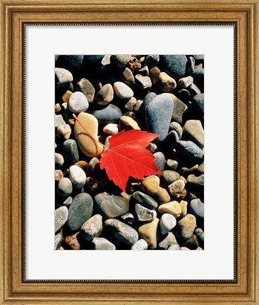 Framed Maple Leaf on Pebbles Print