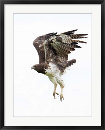 Framed Martial Eagle, Ndutu, Ngorongoro Conservation Area, Tanzania Print