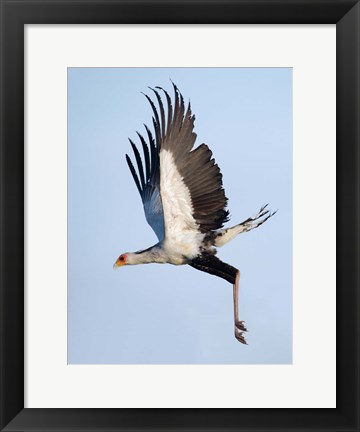 Framed Secretary Bird, Serengeti National Park, Tanzania Print