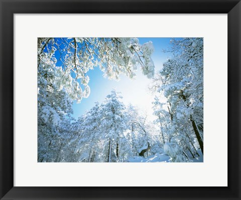 Framed Cleveland National Forest, CA Print