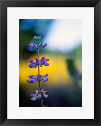 Framed Lupine Flower Blossoms Print