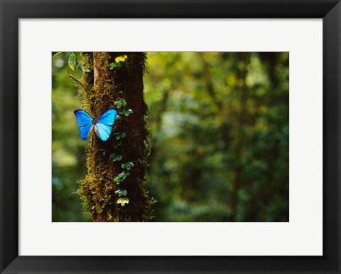 Framed Blue Morpho Butterfly, Costa Rica Print