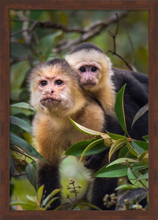 Framed White-Throated Capuchin Monkeys (Cebus capucinus) on tree, Tortuguero, Costa Rica Print