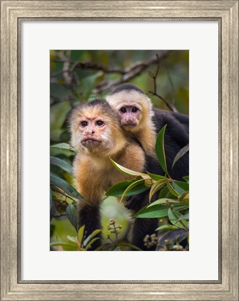 Framed White-Throated Capuchin Monkeys (Cebus capucinus) on tree, Tortuguero, Costa Rica Print