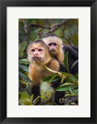 Framed White-Throated Capuchin Monkeys (Cebus capucinus) on tree, Tortuguero, Costa Rica Print