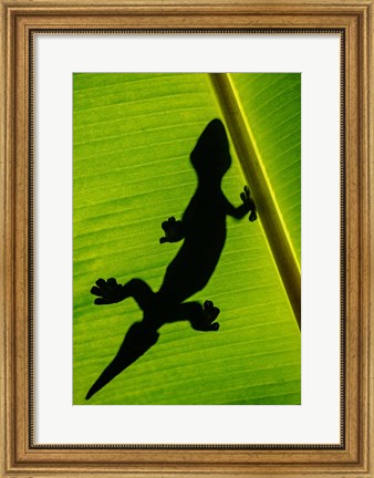 Framed Leopard Gecko, Tortuguero, Costa Rica Print