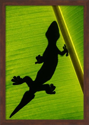 Framed Leopard Gecko, Tortuguero, Costa Rica Print