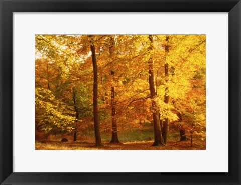 Framed Autumn Trees, Cumbria, England Print