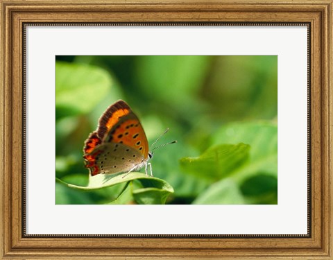 Framed Butterfly on a Leaf Print