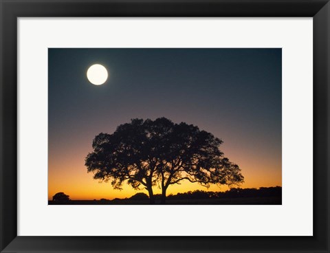 Framed Full Moon Over Silhouetted Tree Print