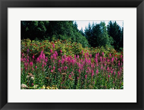 Framed Pink Fireweed Wildflowers, Alaska Print