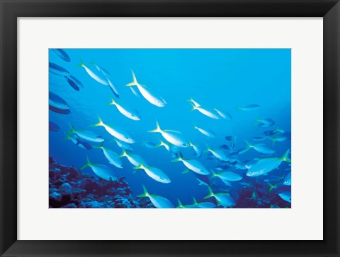 Framed School of Fish Underwater Print