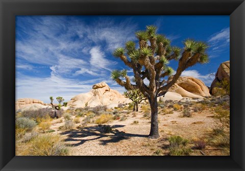 Framed Joshua Tree Shadow Print