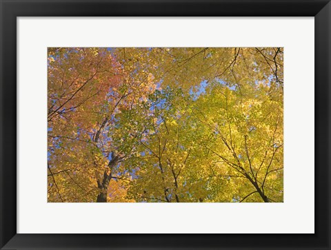 Framed Mille Lacs Kathio State Park, Minnesota Print