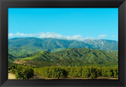 Framed Orange Tree Grove, Santa Paula, Ventura County, California Print